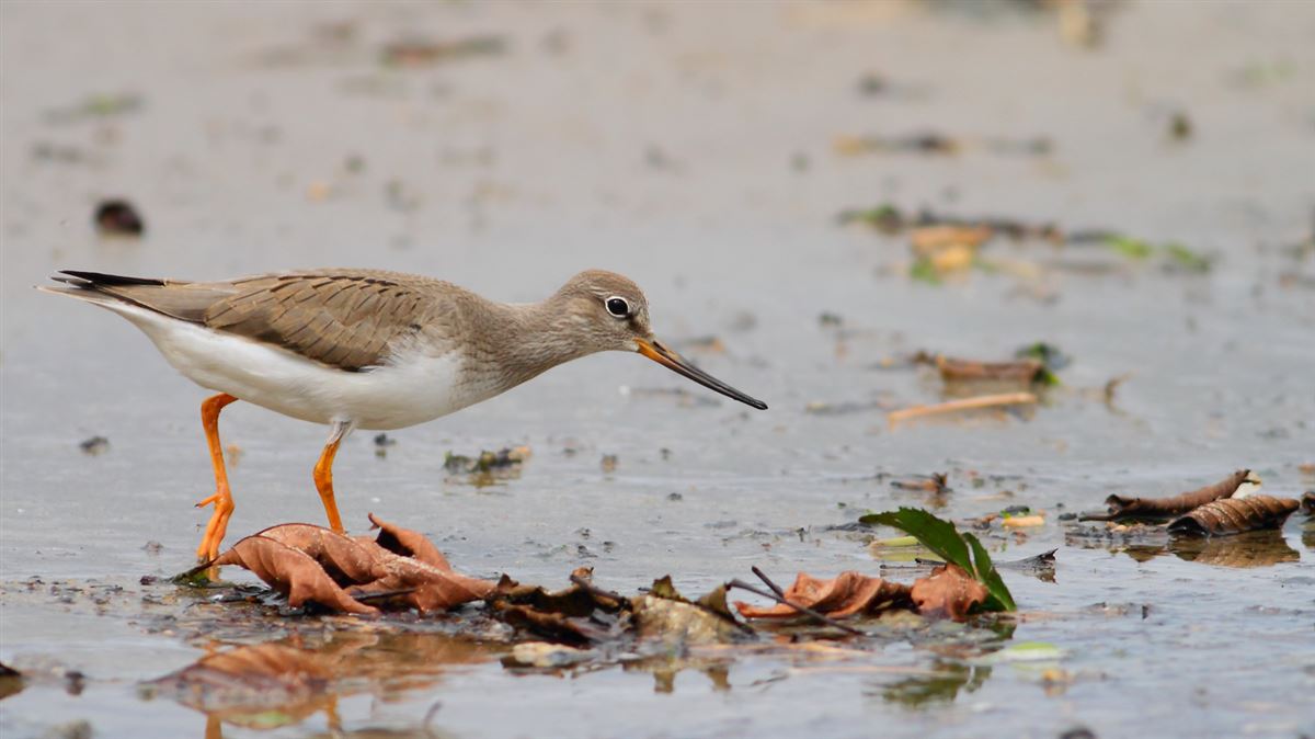 Terek Sandpiper