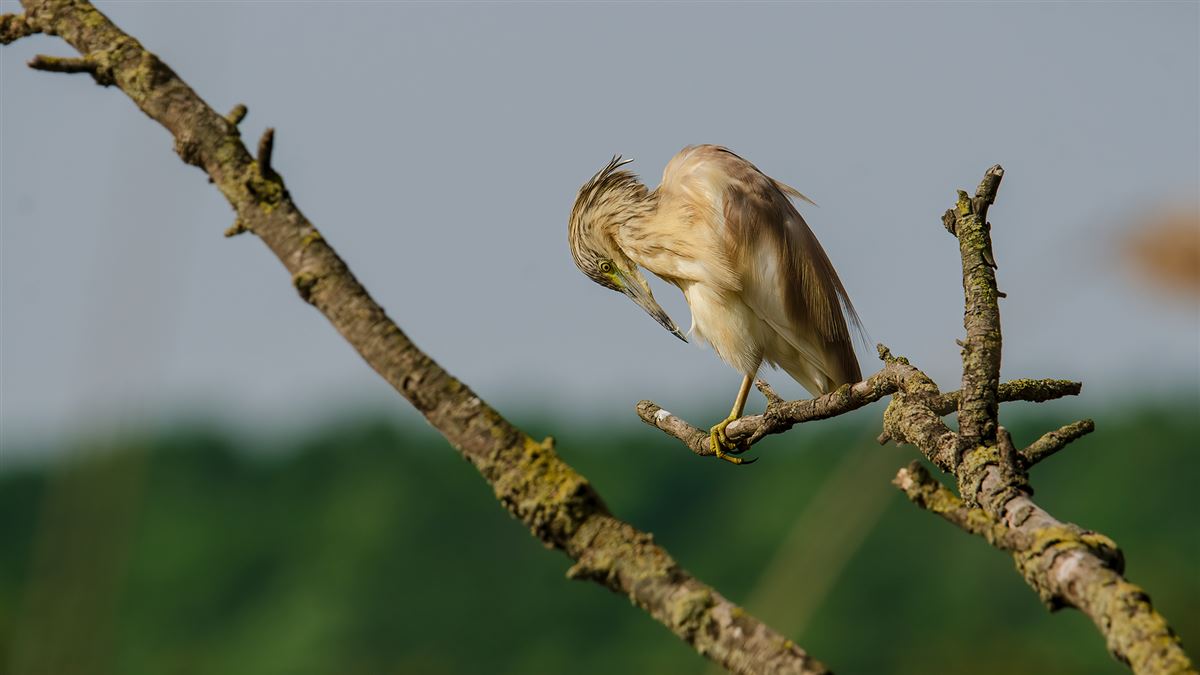 Squacco Heron