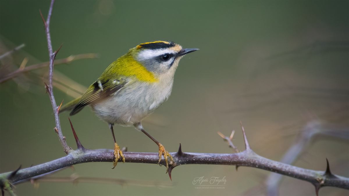 Common Firecrest