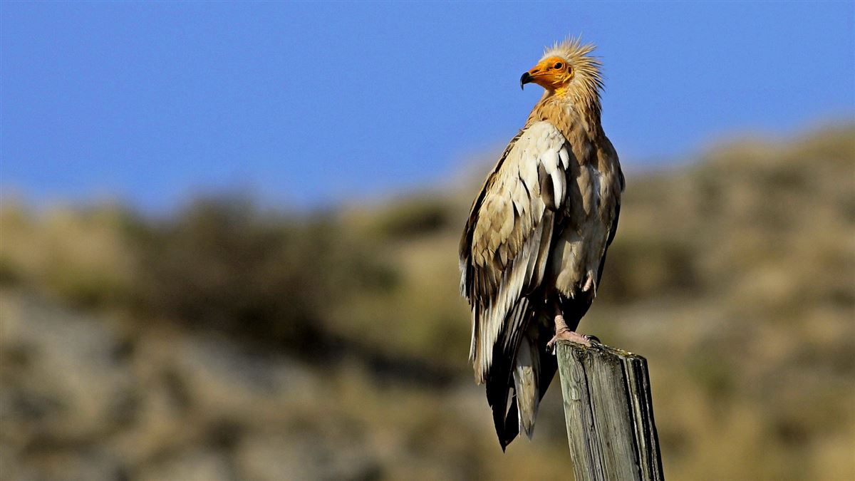 Egyptian Vulture