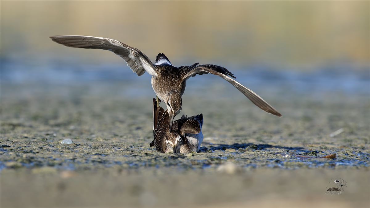 Wood Sandpiper