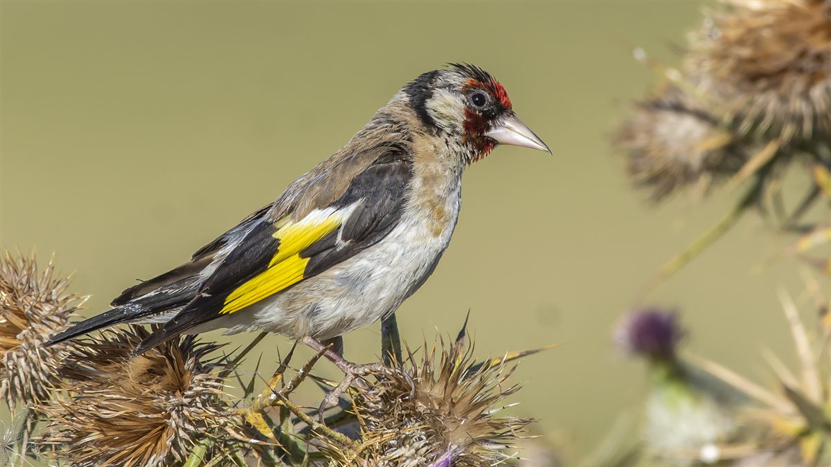 European Goldfinch