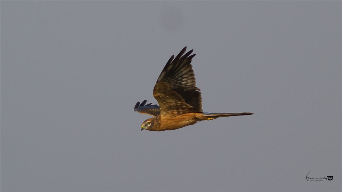 Montagu`s Harrier