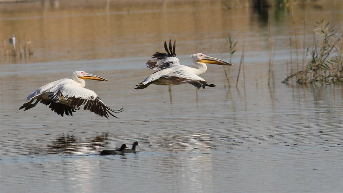 Great White Pelican