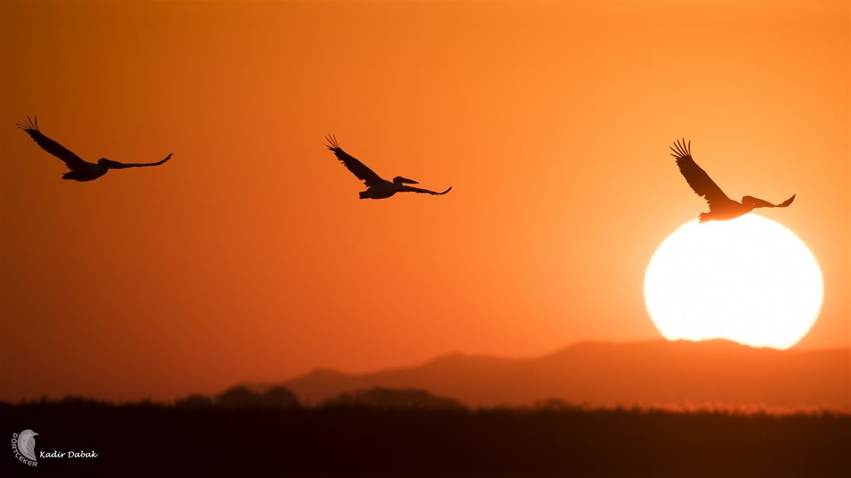 Great White Pelican