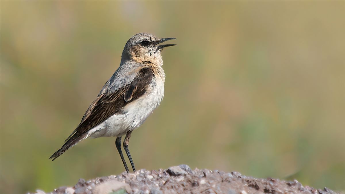 Northern Wheatear