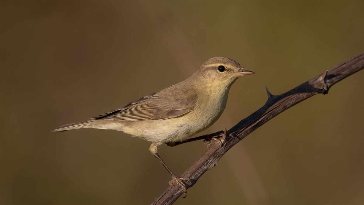 Willow Warbler