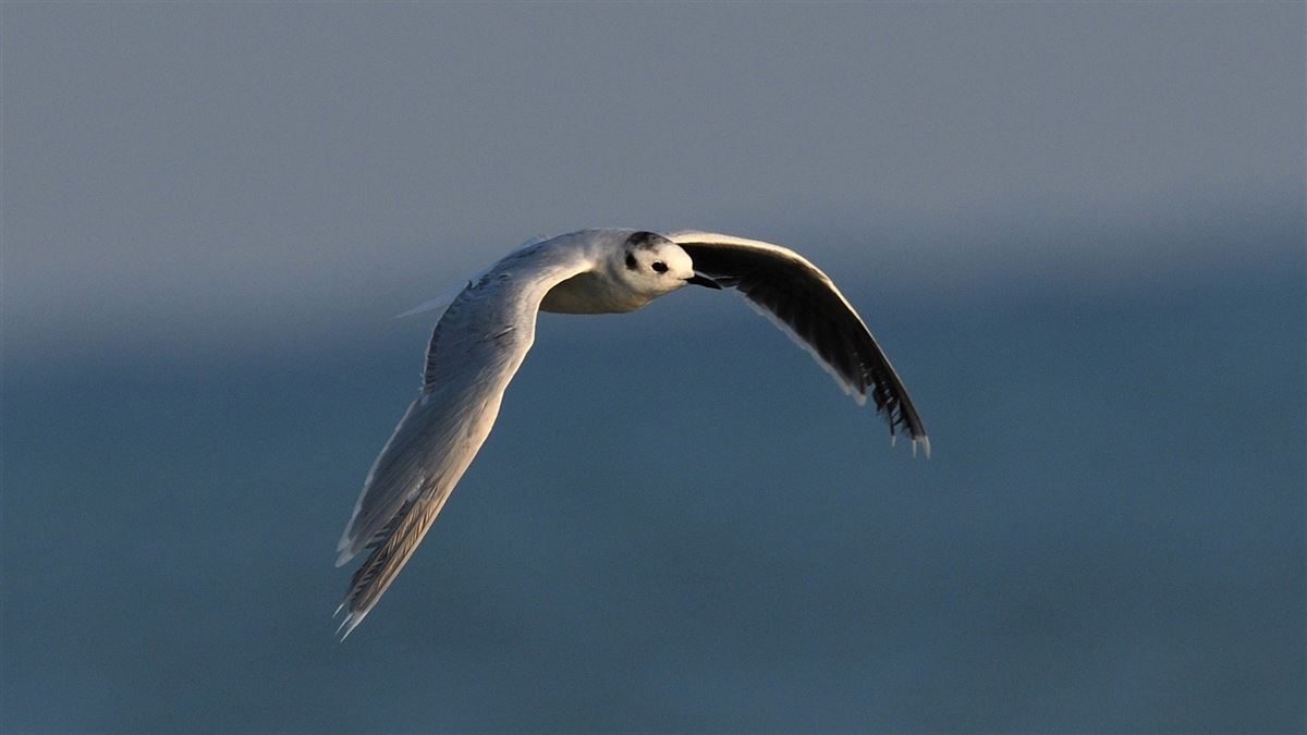 Little Gull