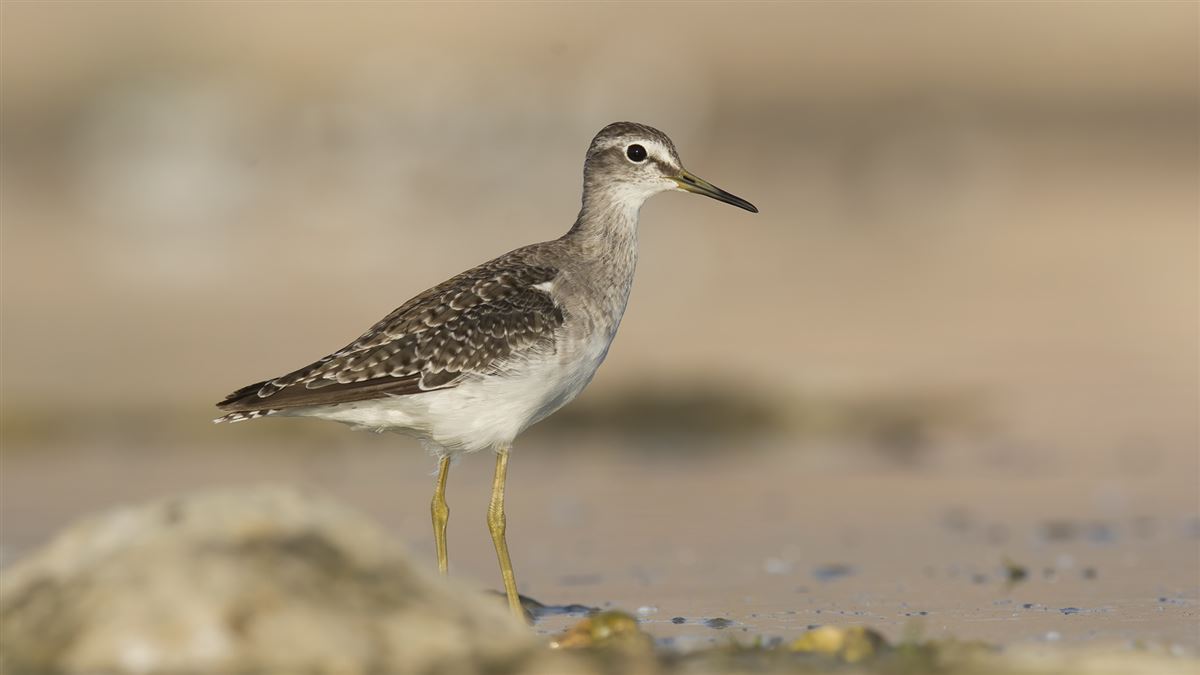 Wood Sandpiper