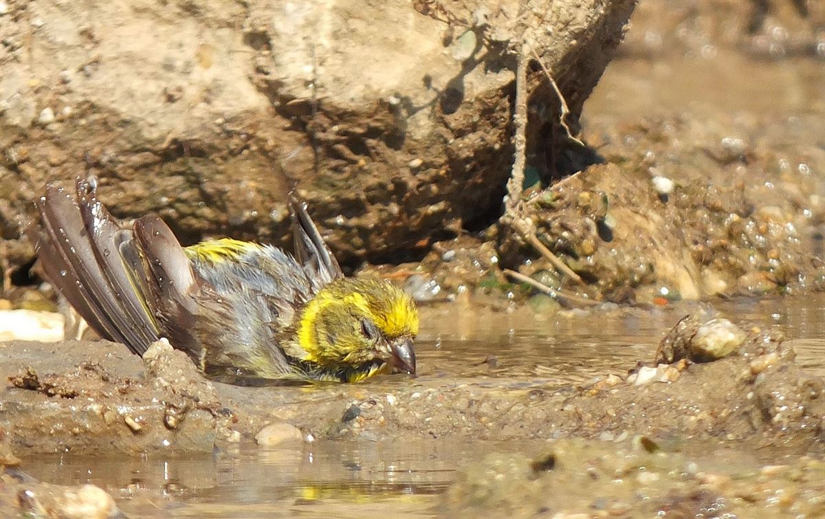 European Serin