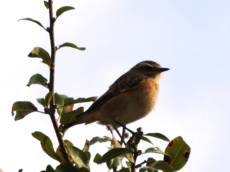 Whinchat