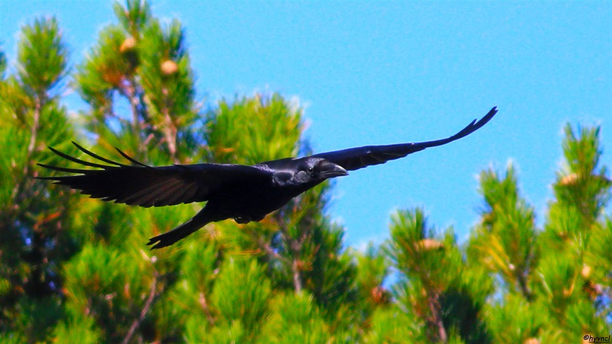 Northern Raven