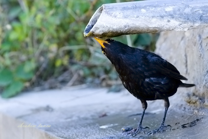 Common Blackbird