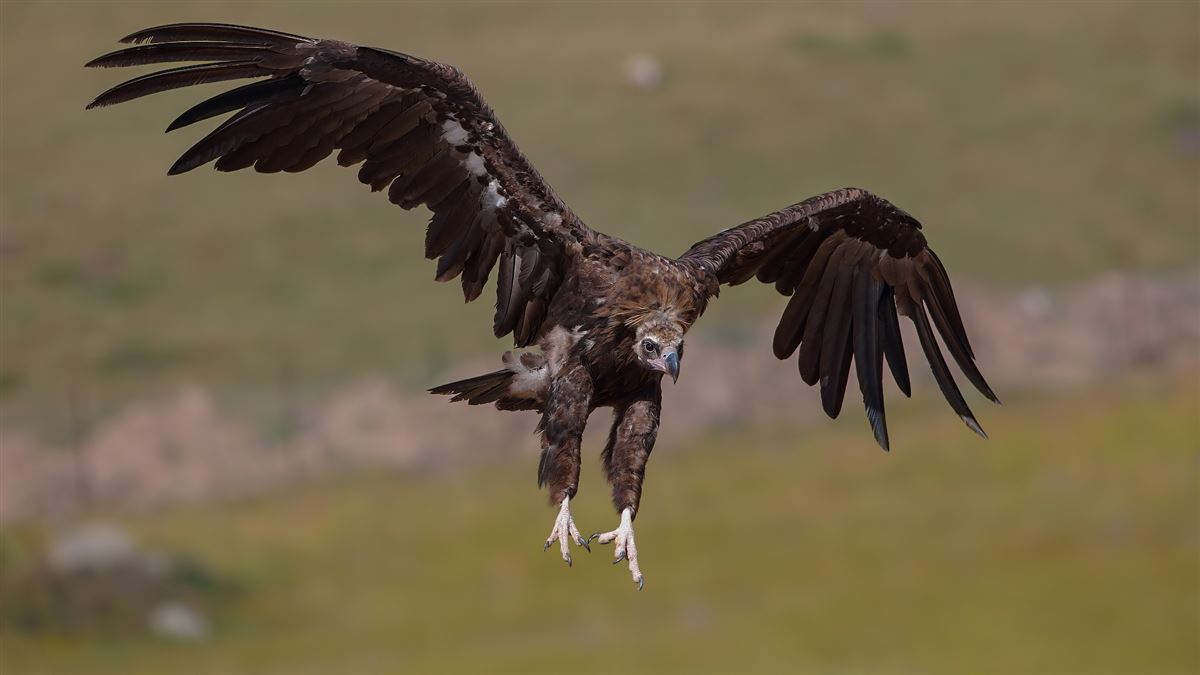 Cinereous Vulture