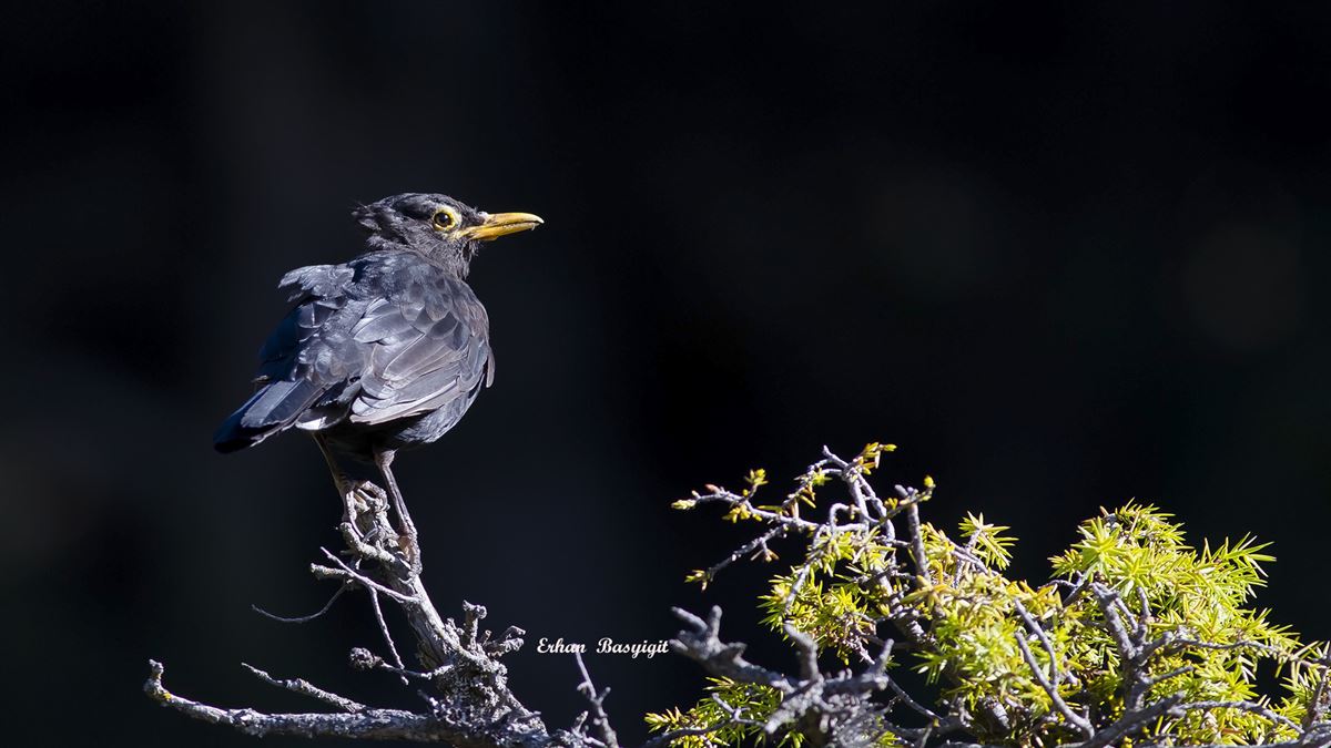 Common Blackbird