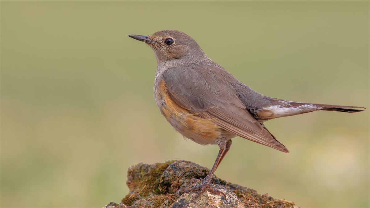 White-throated Robin
