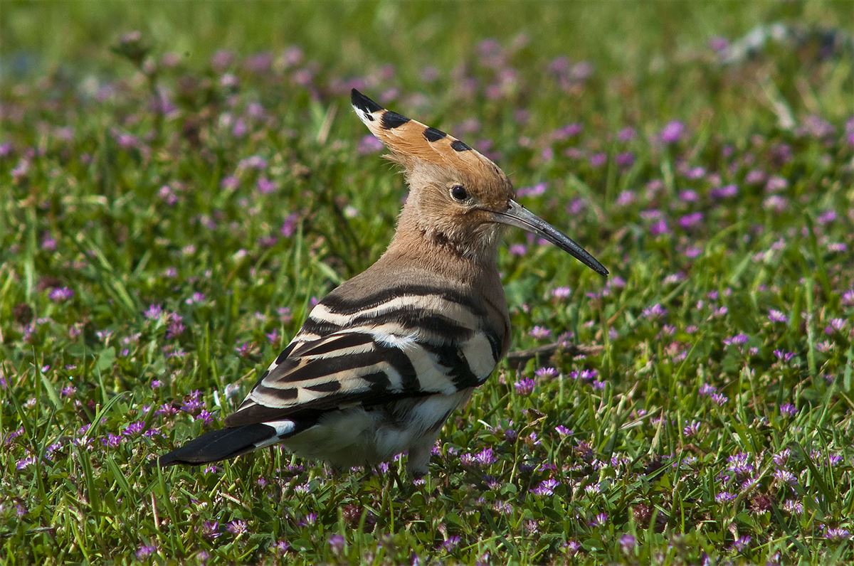 Common Hoopoe