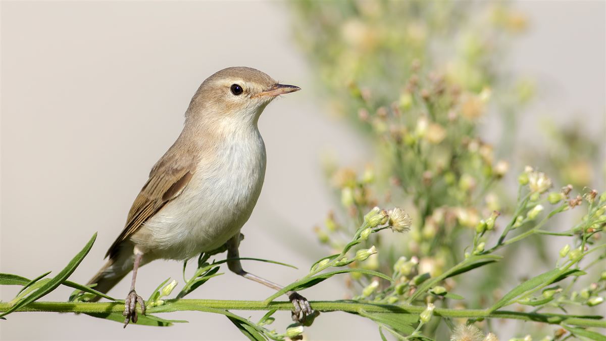 Booted Warbler