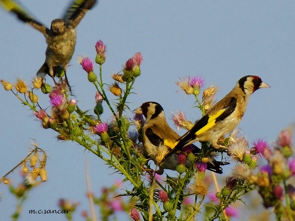 European Goldfinch