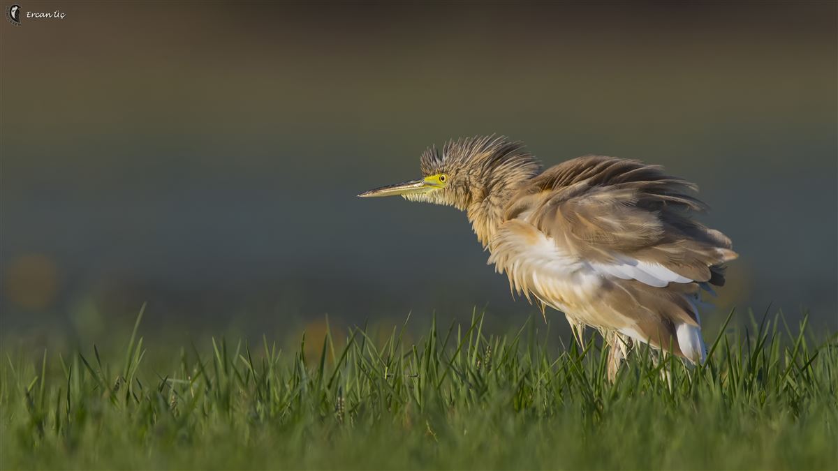 Squacco Heron