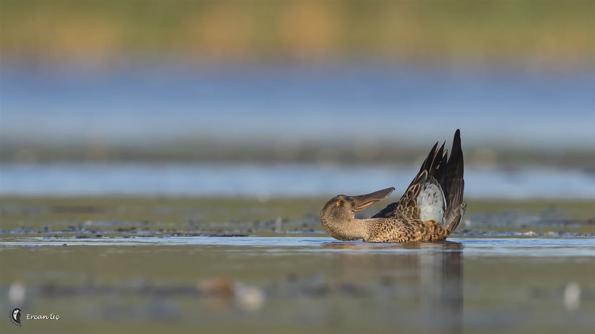 Northern Shoveler
