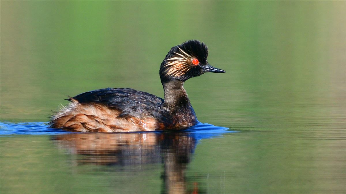 Black-necked Grebe