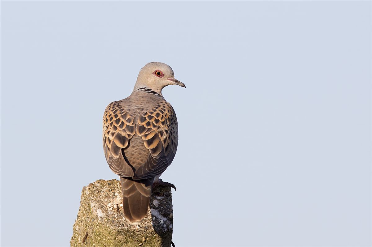 European Turtle Dove
