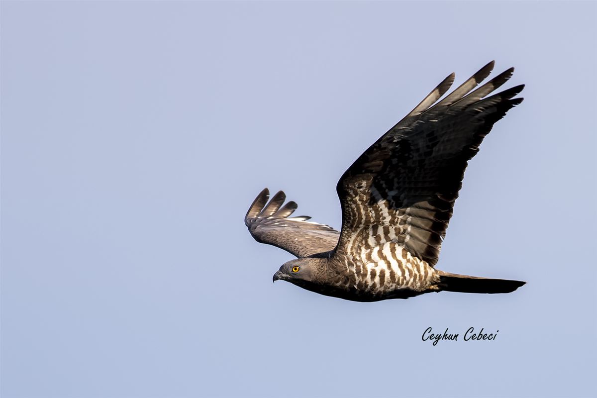European Honey Buzzard