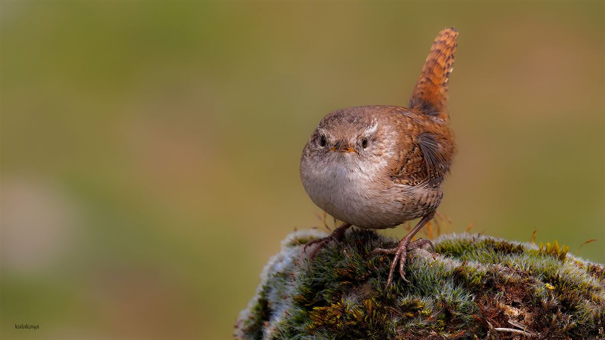 Eurasian Wren