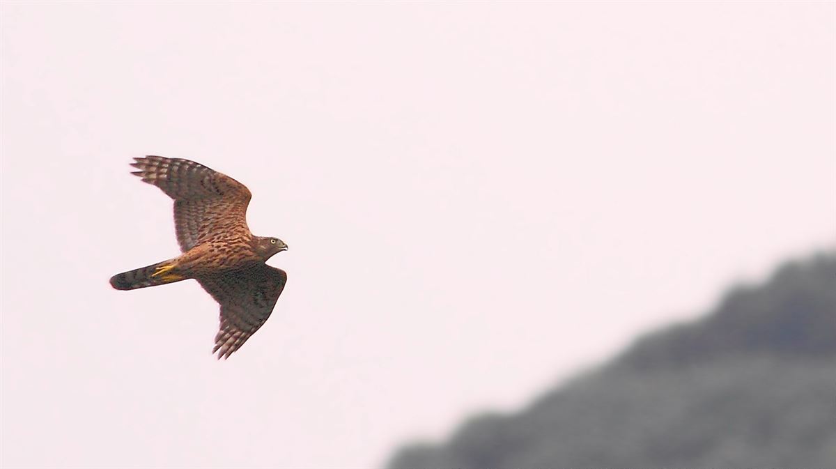 Eurasian Goshawk