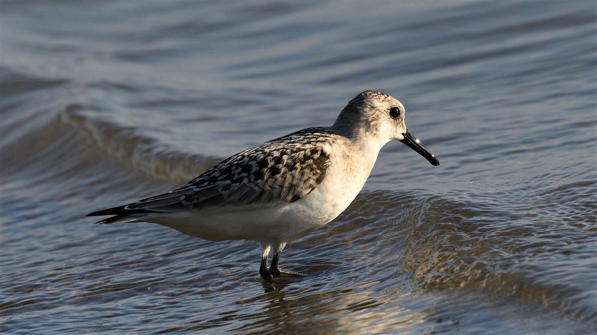 Sanderling
