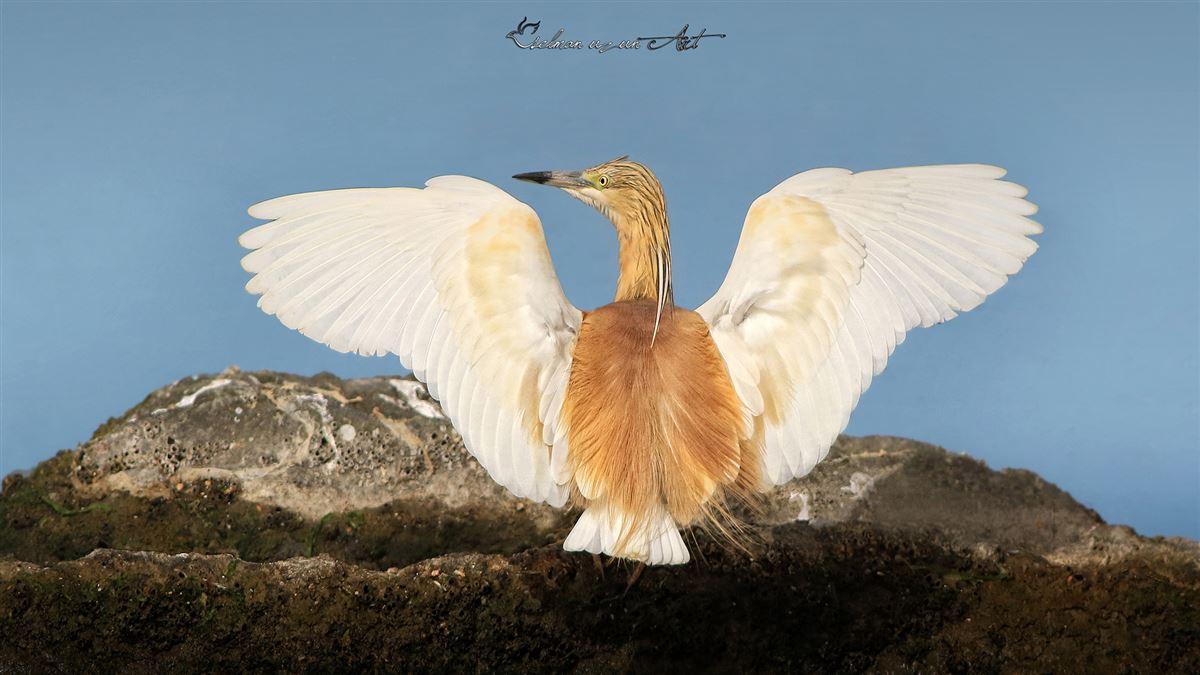 Squacco Heron