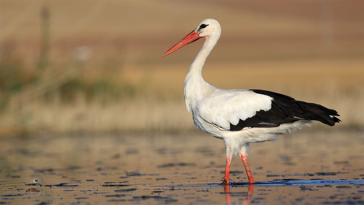 White Stork