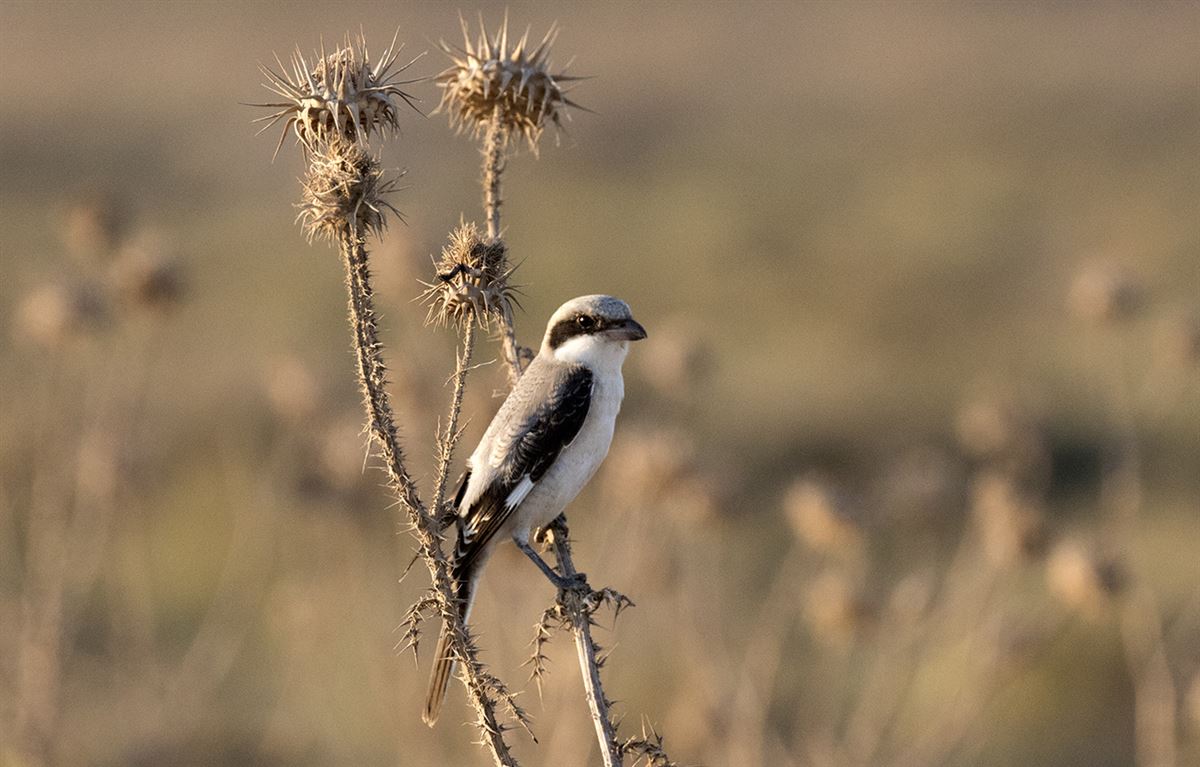 Lesser Grey Shrike