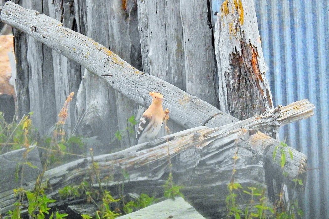 Common Hoopoe