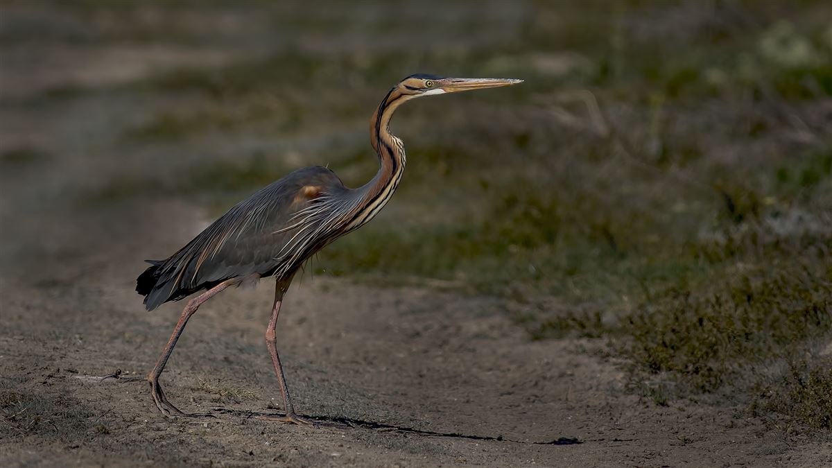 Purple Heron