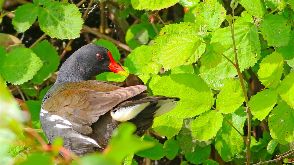 Common Moorhen
