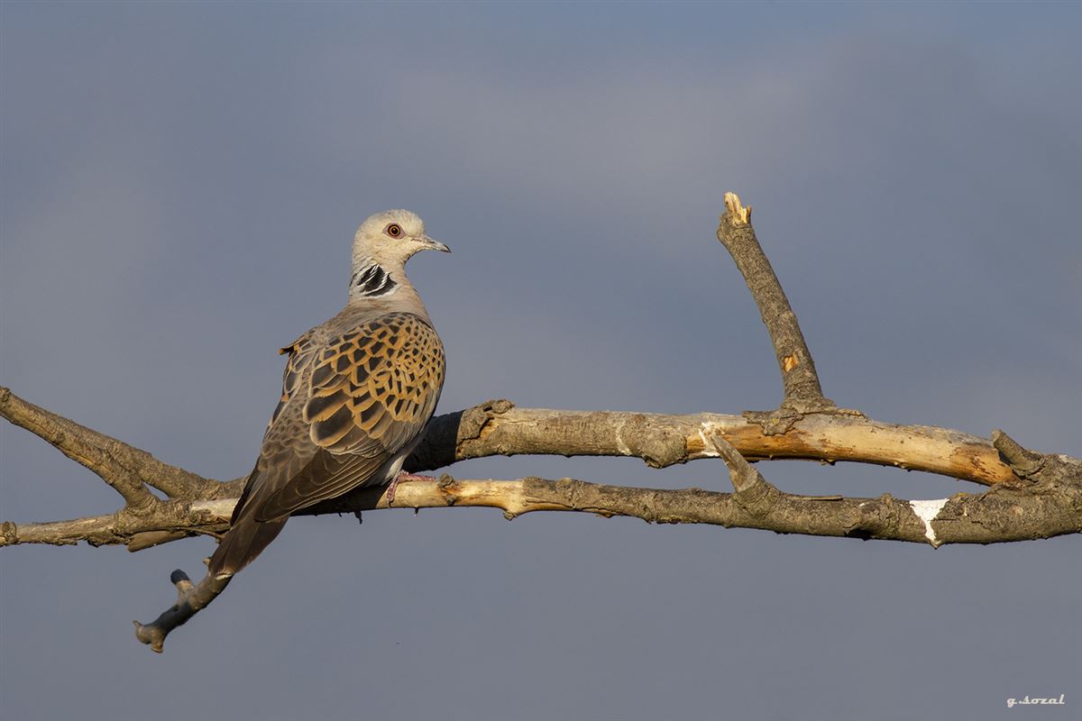 European Turtle Dove