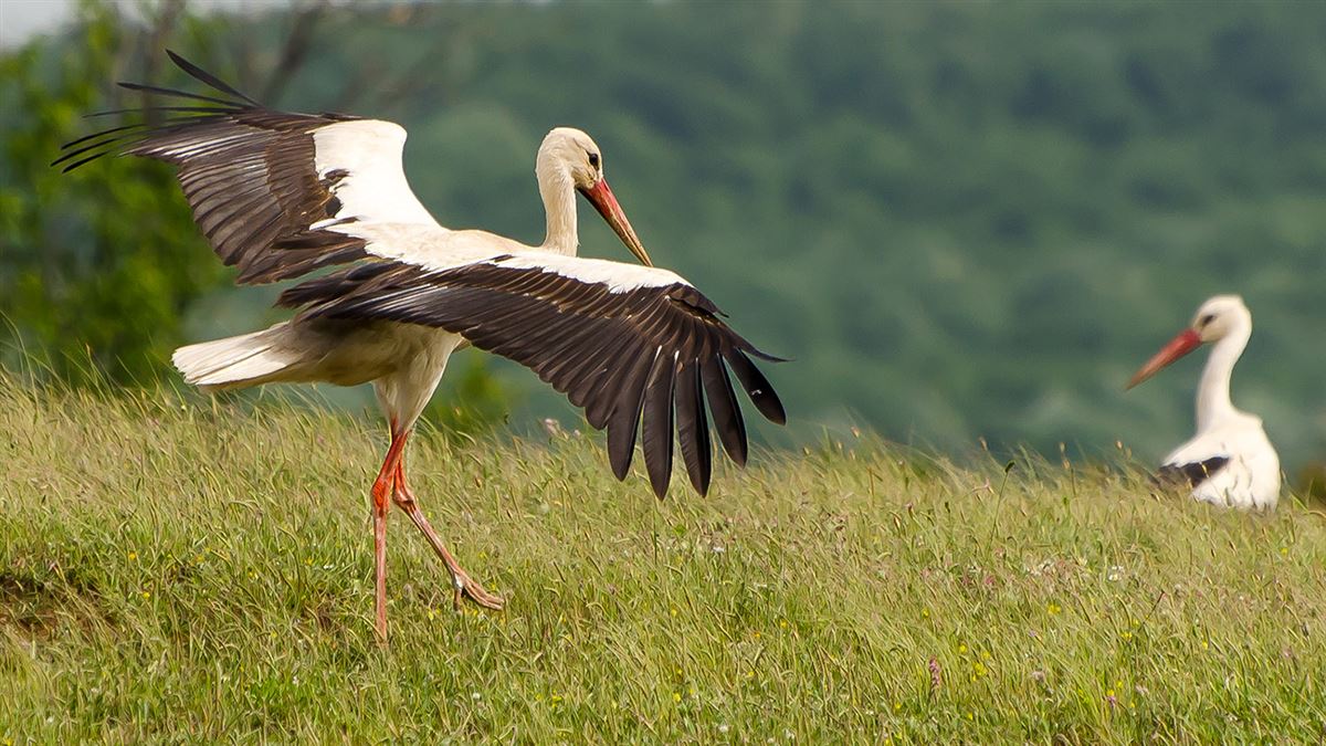 White Stork