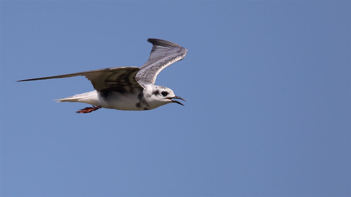 White-winged Tern