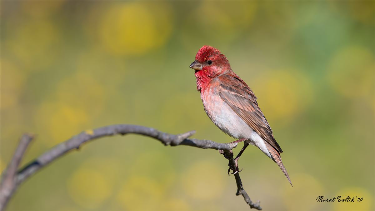 Common Rosefinch
