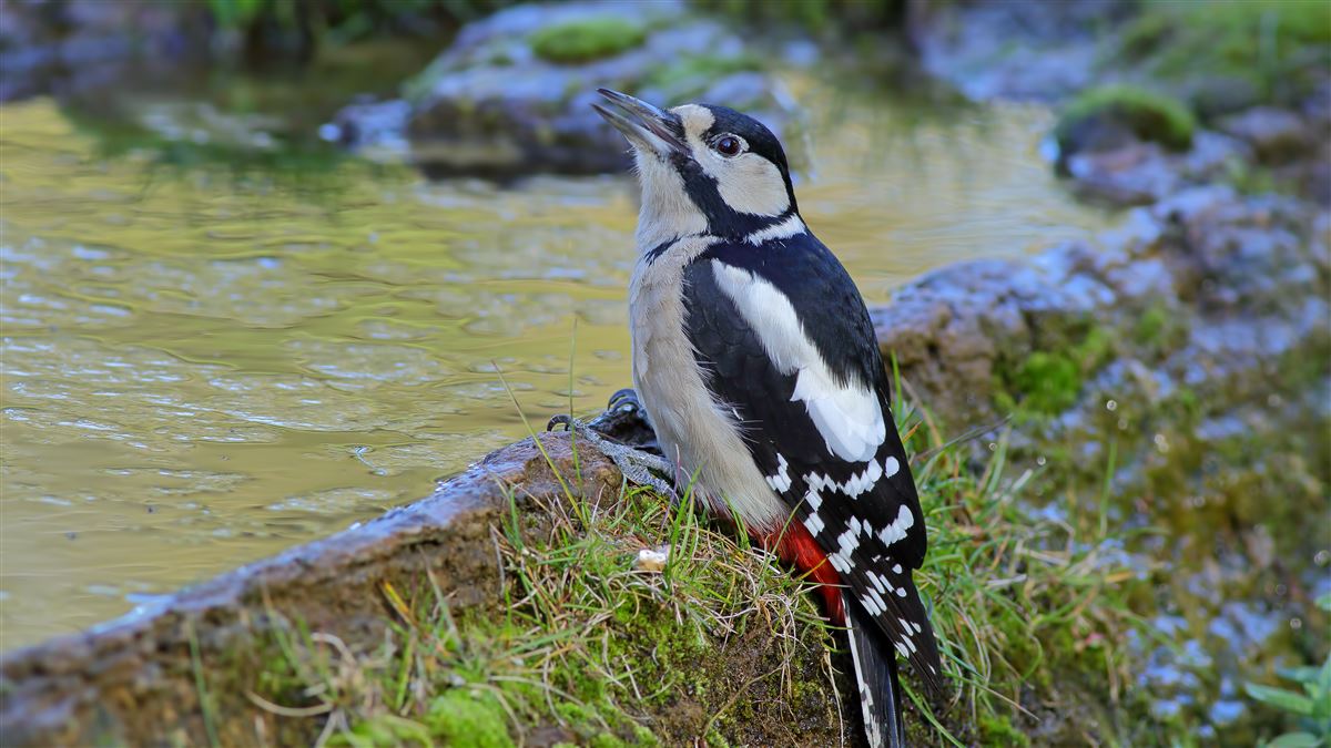 Great Spotted Woodpecker