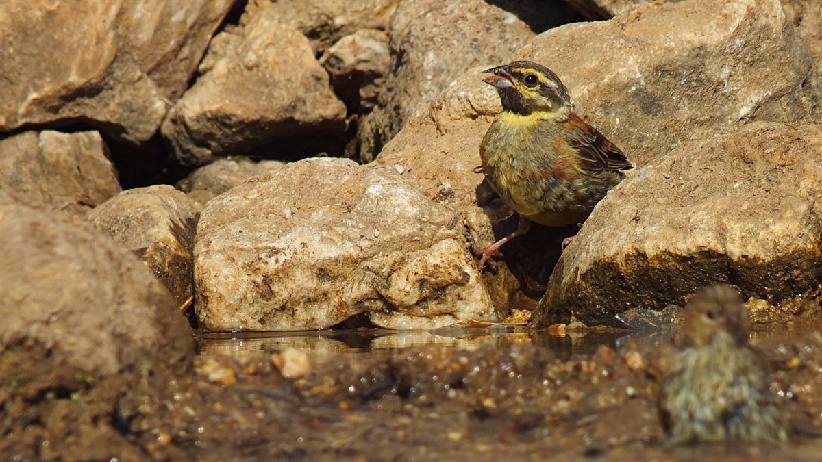 Cirl Bunting