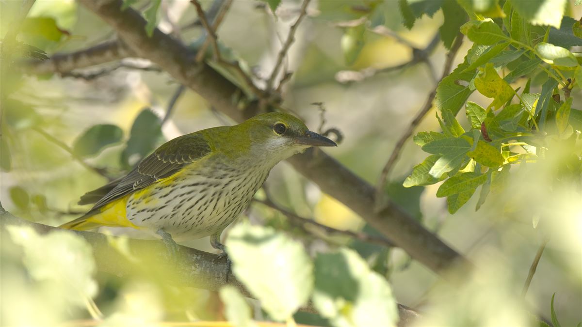 Eurasian Golden Oriole
