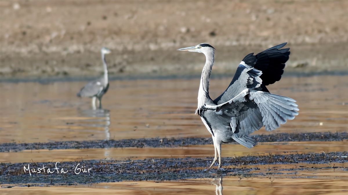 Grey Heron