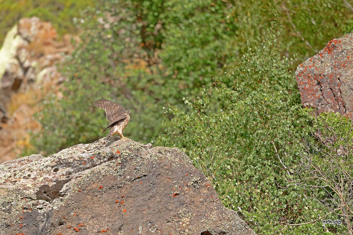 Eurasian Goshawk