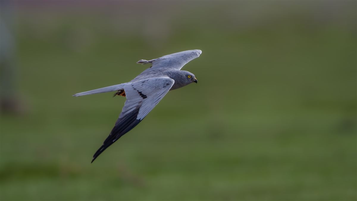 Montagu`s Harrier