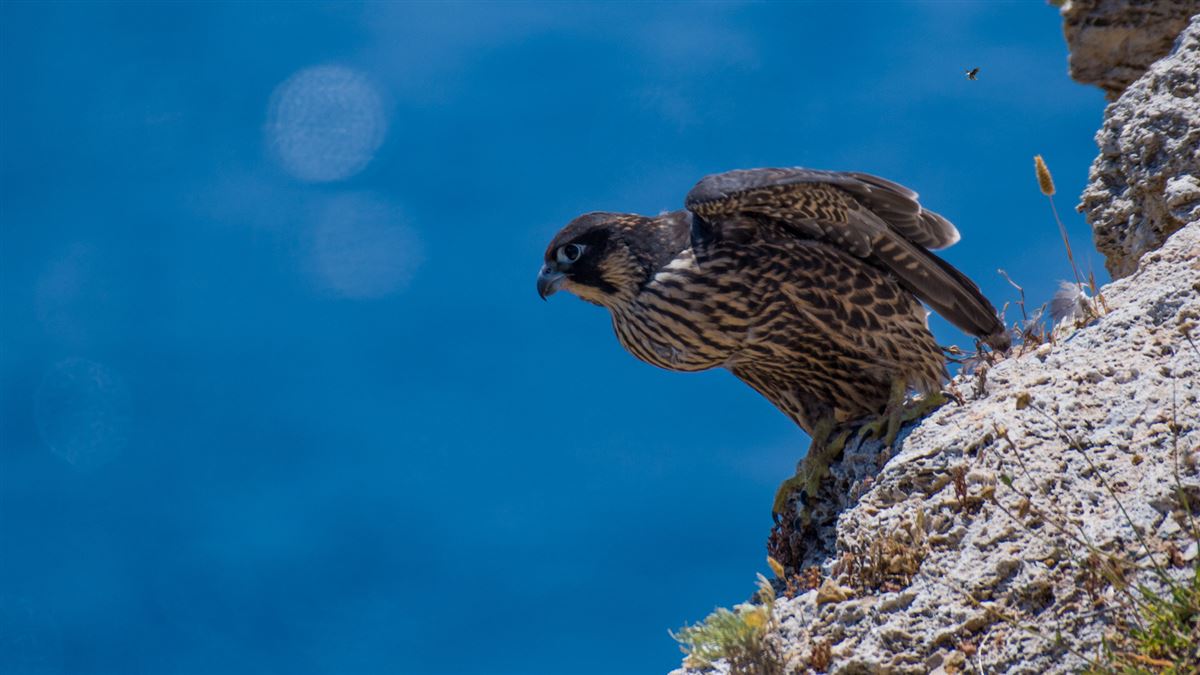 Peregrine Falcon