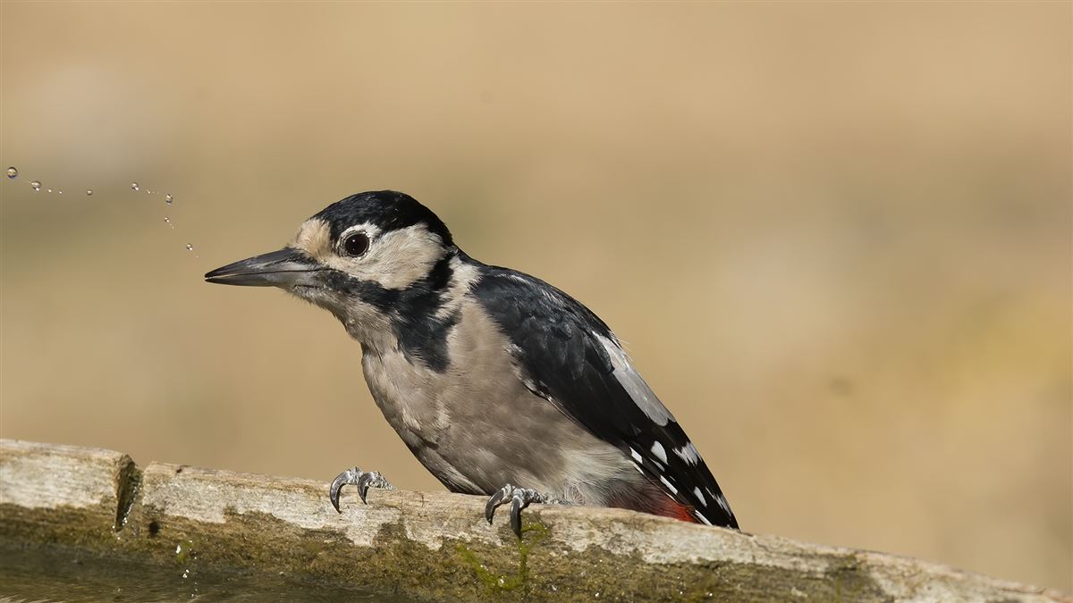 Great Spotted Woodpecker