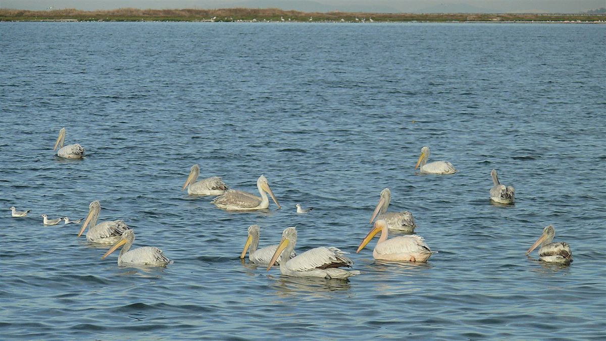 Dalmatian Pelican